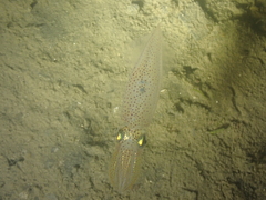 Alloteuthis subulata