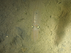 Alloteuthis subulata