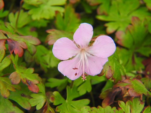 Geranium dalmaticum (Geranium dalmaticum)