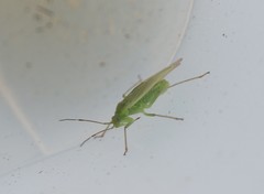 Lygocoris rugicollis