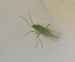Lygocoris rugicollis