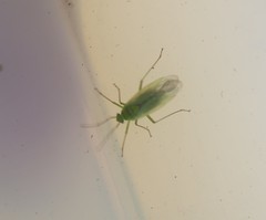 Lygocoris rugicollis
