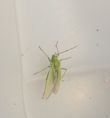 Lygocoris rugicollis