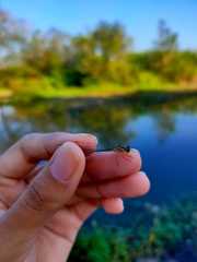 Pseudagrion microcephalum