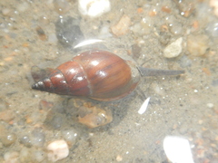 Nassarius dorsatus
