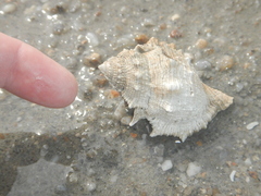 Bufonaria rana