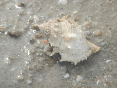 Bufonaria rana