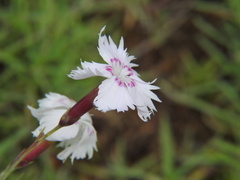 Dianthus plumarius