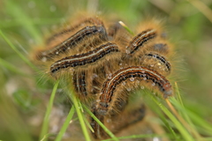 Malacosoma castrense