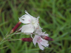 Dianthus plumarius