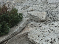 Sceloporus occidentalis taylori