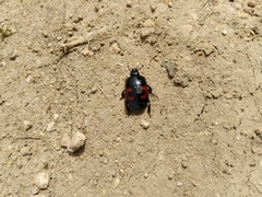 Hister quadrimaculatus