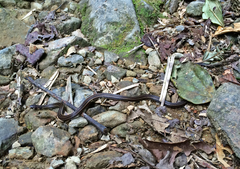 Tantilla melanocephala