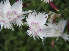 Dianthus plumarius