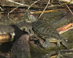 Trachemys scripta elegans