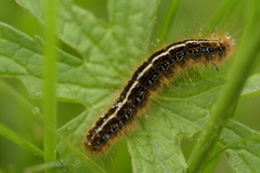 Malacosoma alpicolum