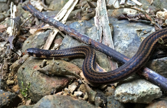 Tantilla melanocephala