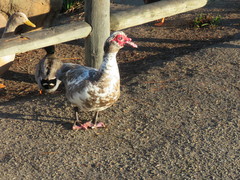 Cairina moschata domestica