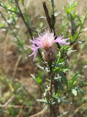 Centaurea
