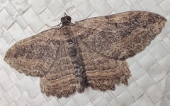 Philereme transversata