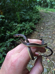 Tantilla melanocephala