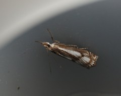 Crambus alienellus