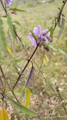 Solanum armourense