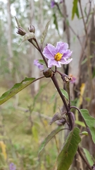 Solanum armourense