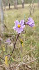 Solanum armourense