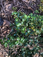 Psydrax odorata buxifolia