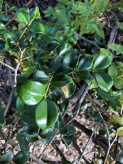Psydrax odorata buxifolia