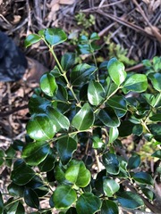 Psydrax odorata buxifolia