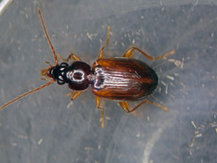 Trechus quadristriatus