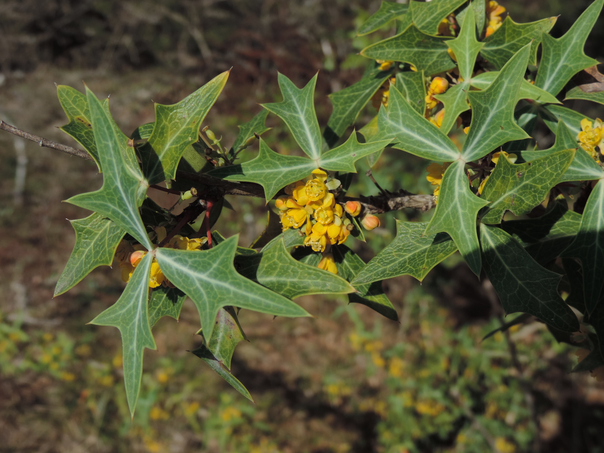 Berberis trifoliolata