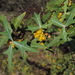 Berberis trifoliolata - Photo (c) Bryan,  זכויות יוצרים חלקיות (CC BY-NC), uploaded by Bryan