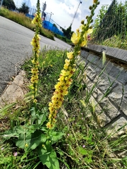 Verbascum nigrum