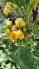 Goodenia grandiflora