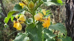 Goodenia grandiflora