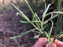 Senecio quadridentatus