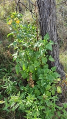 Goodenia grandiflora