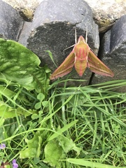 Deilephila elpenor