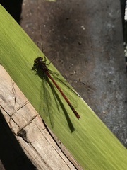 Deilephila elpenor