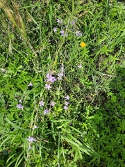 Campanula rapunculus