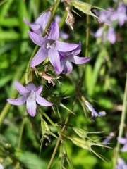 Campanula rapunculus