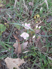 Claytonia virginica