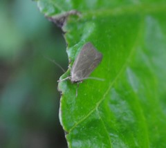 Acompsia cinerella