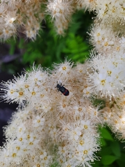 Trichodes ircutensis