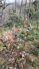 Eucalyptus glaucina