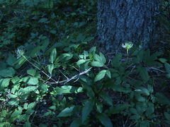 Clematis alpina sibirica
