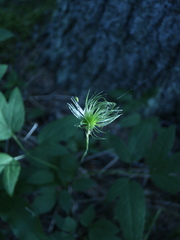 Clematis alpina sibirica